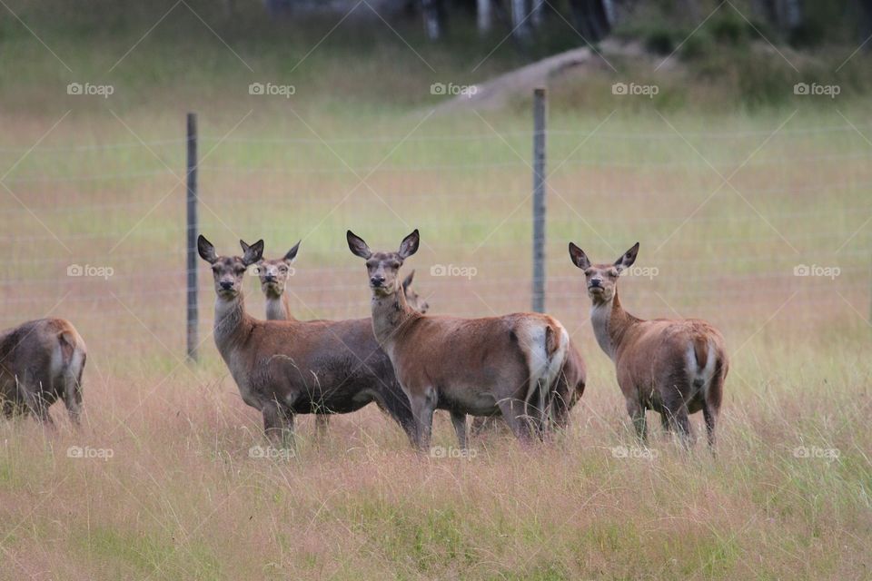 deer females in the deer farm