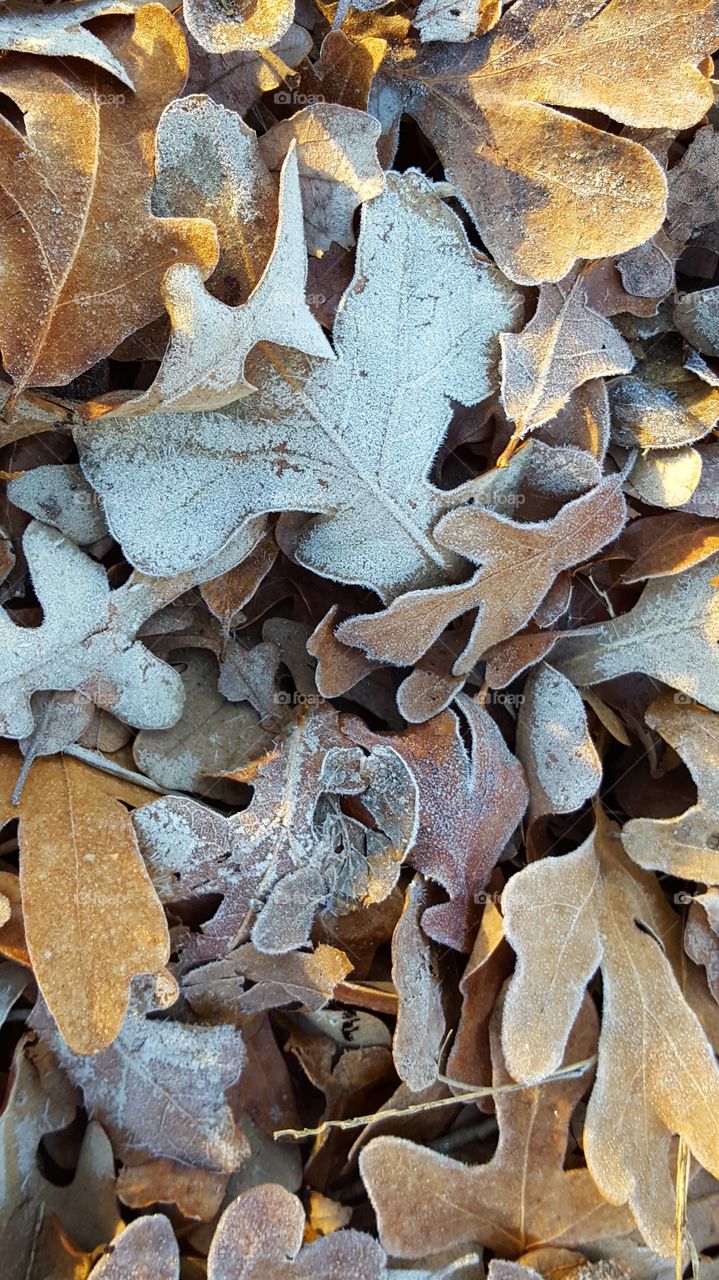 My favorite part of Winter is taking pictures of frost, ice, and snow.