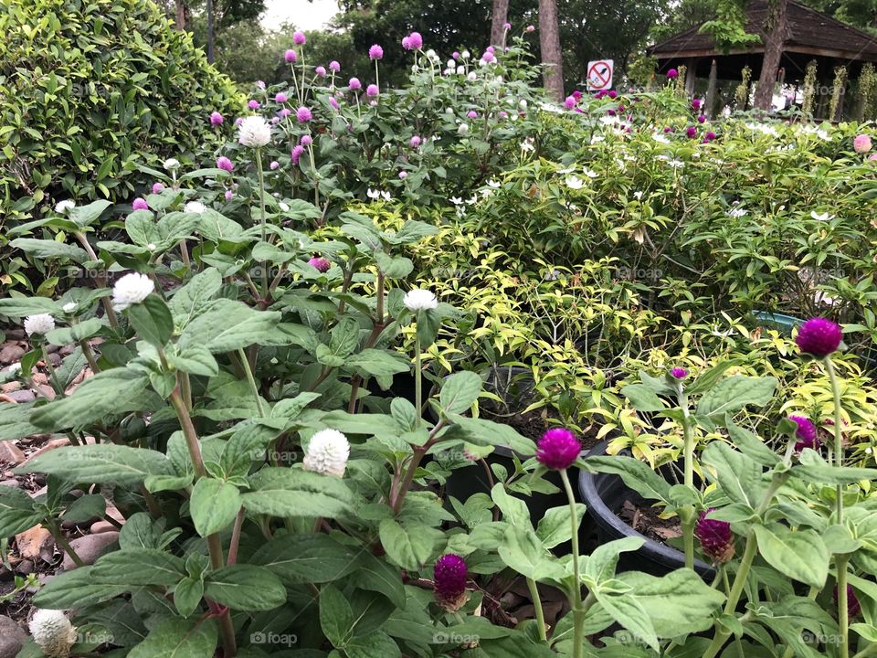 Globe amaranth