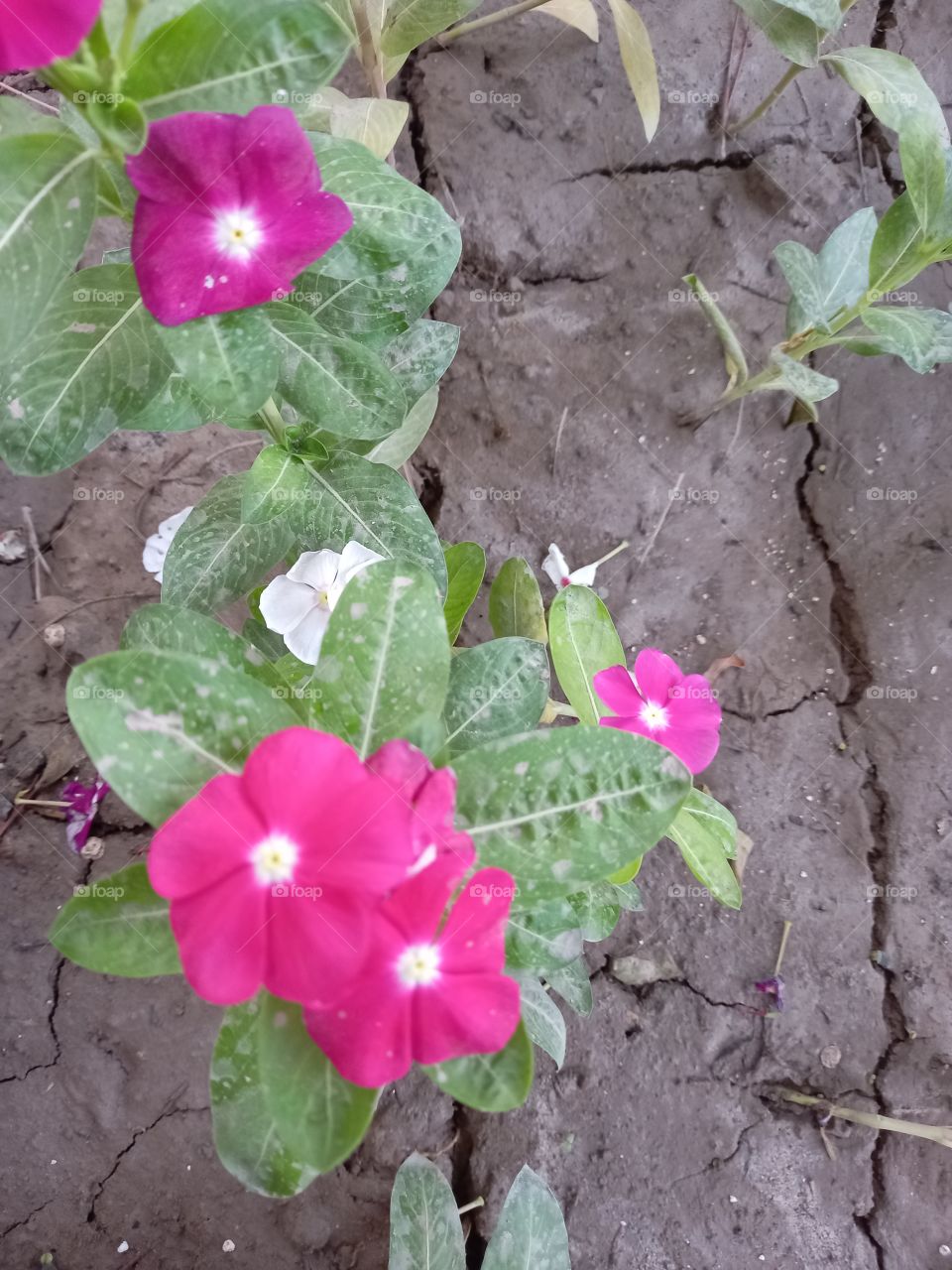 the miracle of nature.