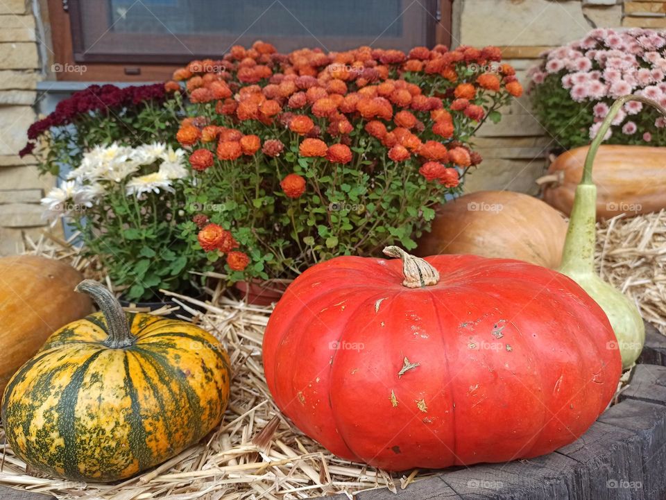 Battle: Summer vs. Fall