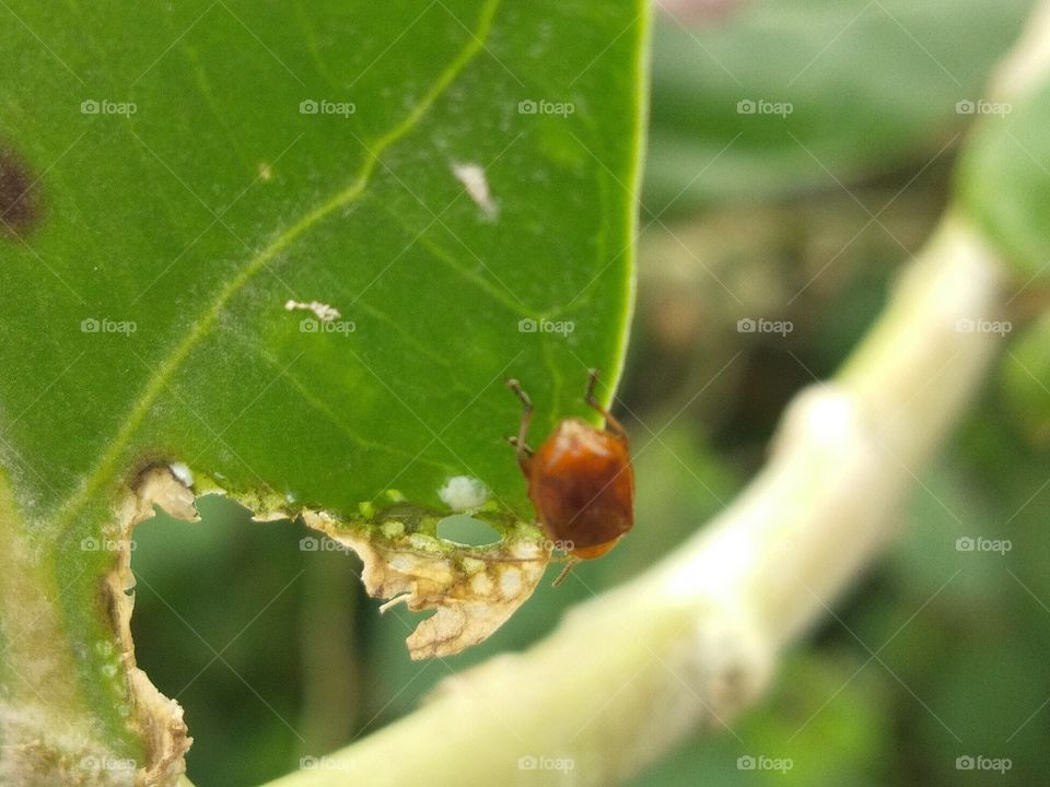 Insect, Leaf, Nature, No Person, Rain