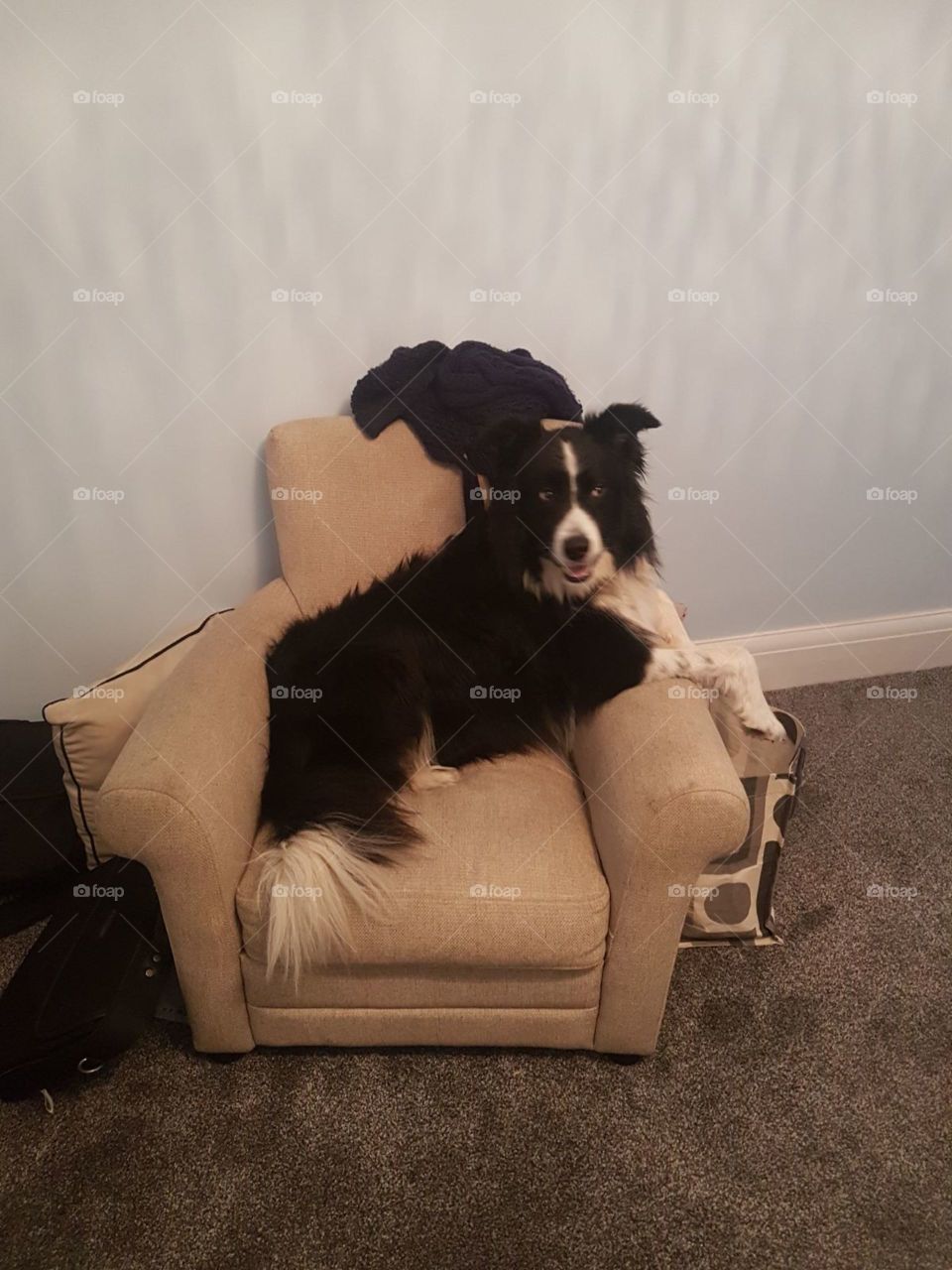 Move into a house, think I’m gonna be the owner of this arm chair, get proven to be completely wrong by my doggo!!! Buddy the dog 🤙