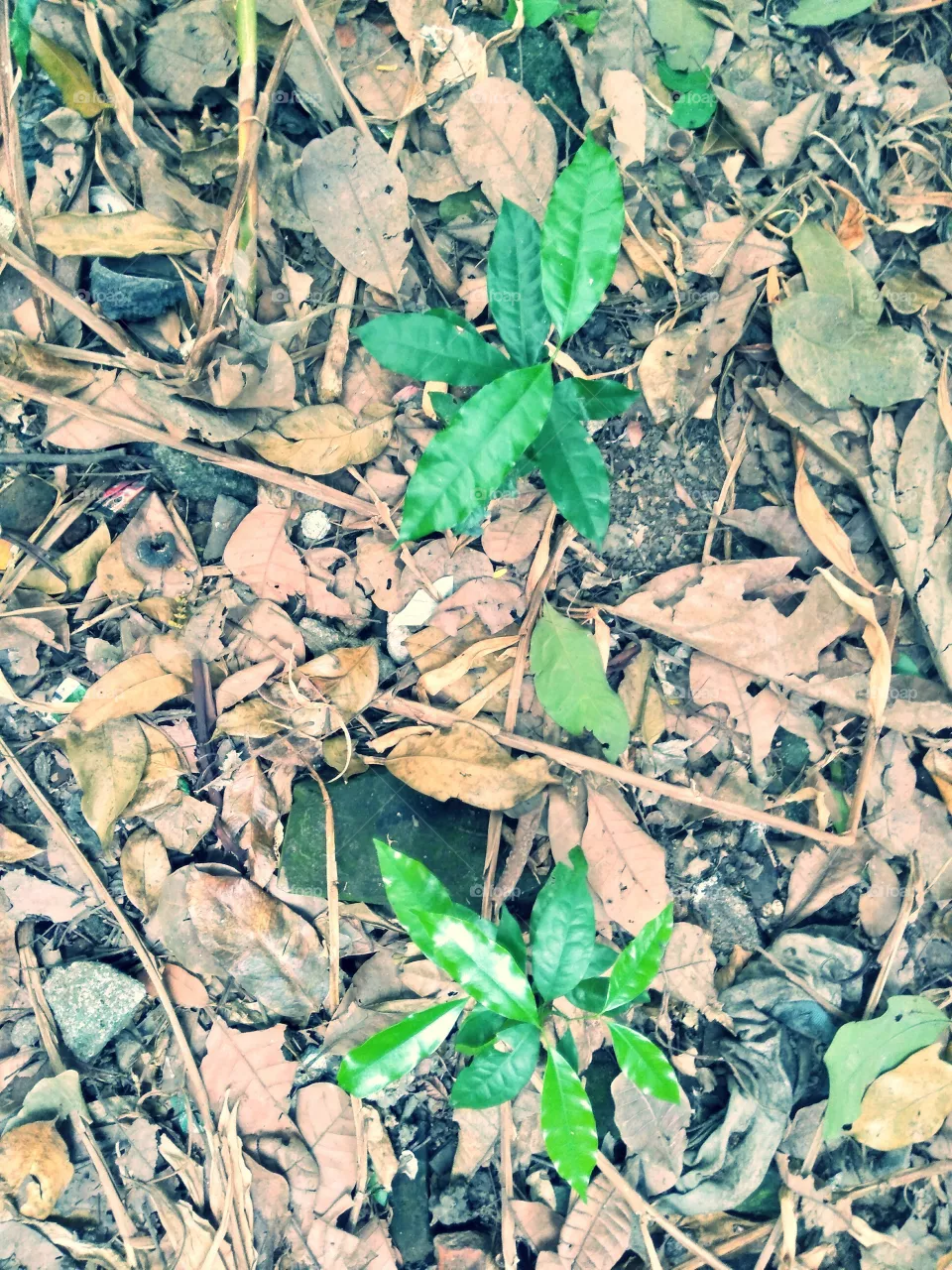 Leaf