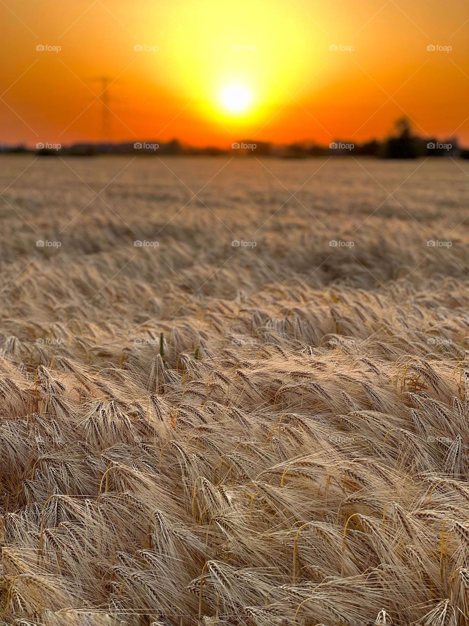 Wheat field