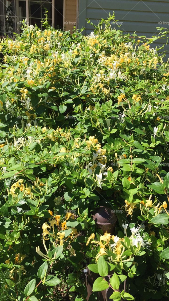 Fragrant honeysuckle