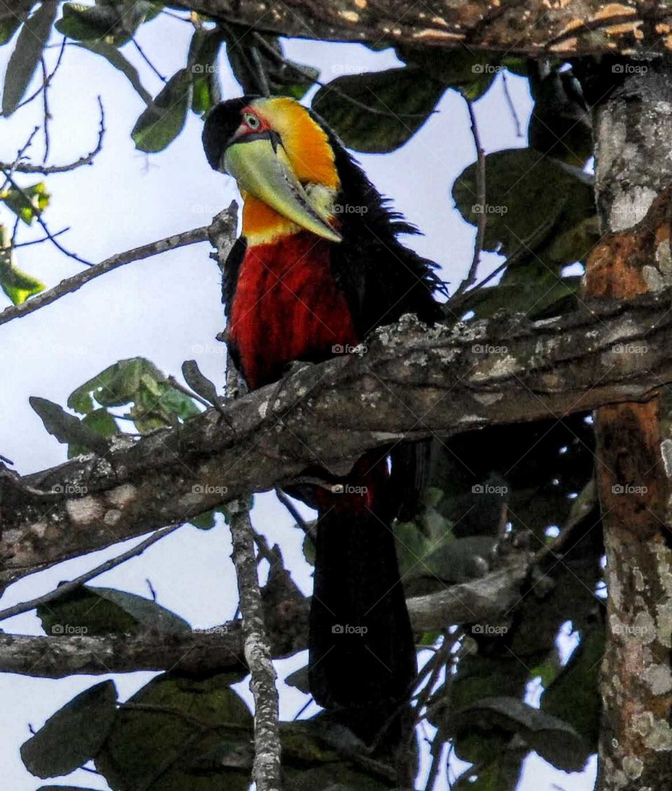 A colorful bird called Tucano in Brazil