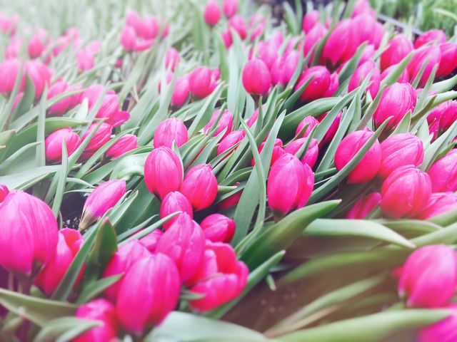 Tulip flowers