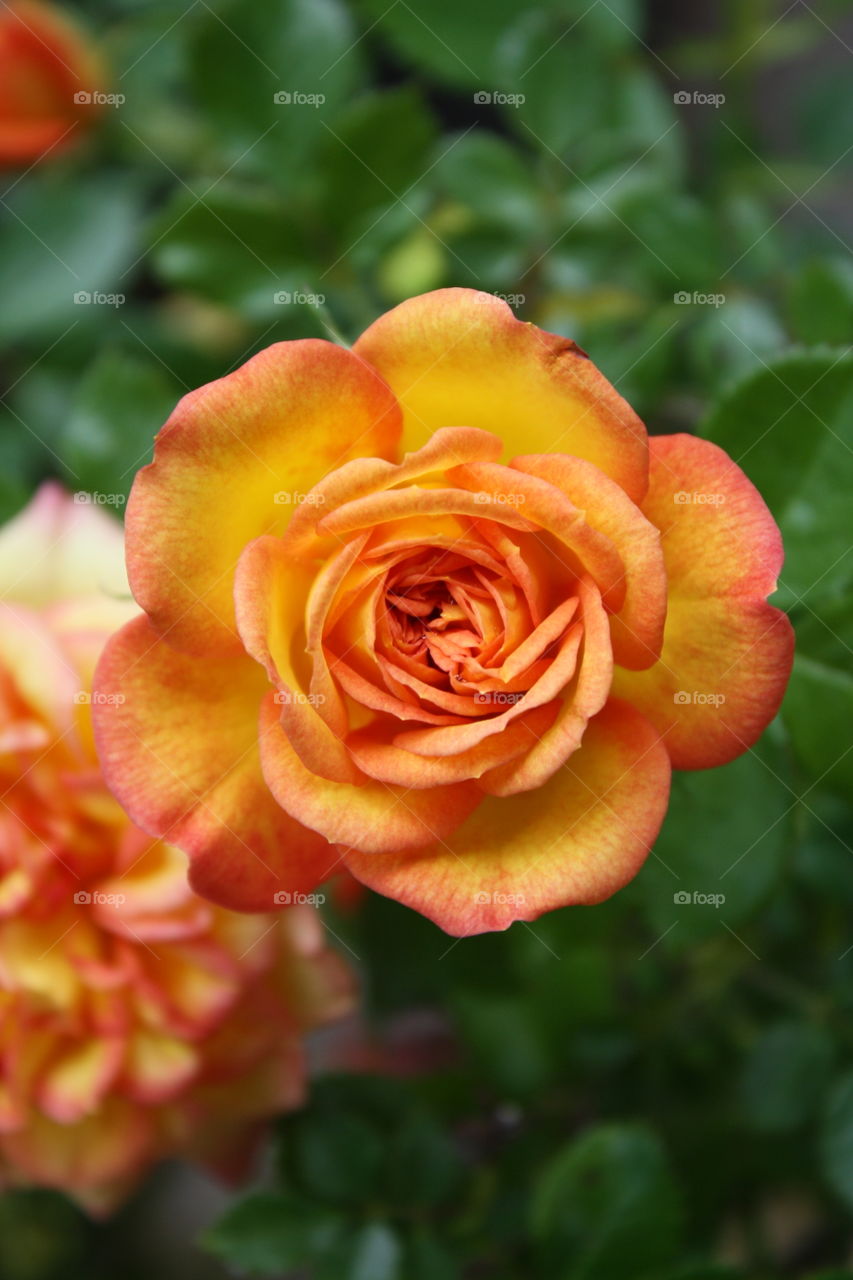 Miniature Yellow Rose with Orange and Red Edges blooming with a rose fully bloomed in the background  (Also known as Rainbow’s End Roses; Ring of Fire)