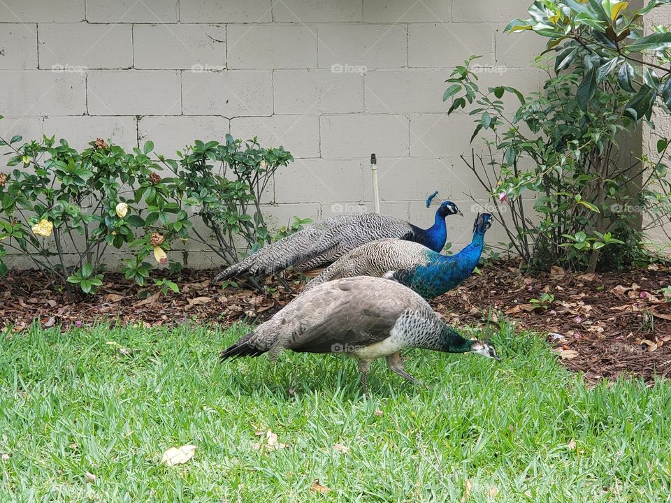 Three blue peacocks against brick wall