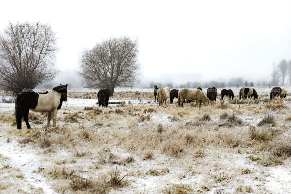 shetlanders