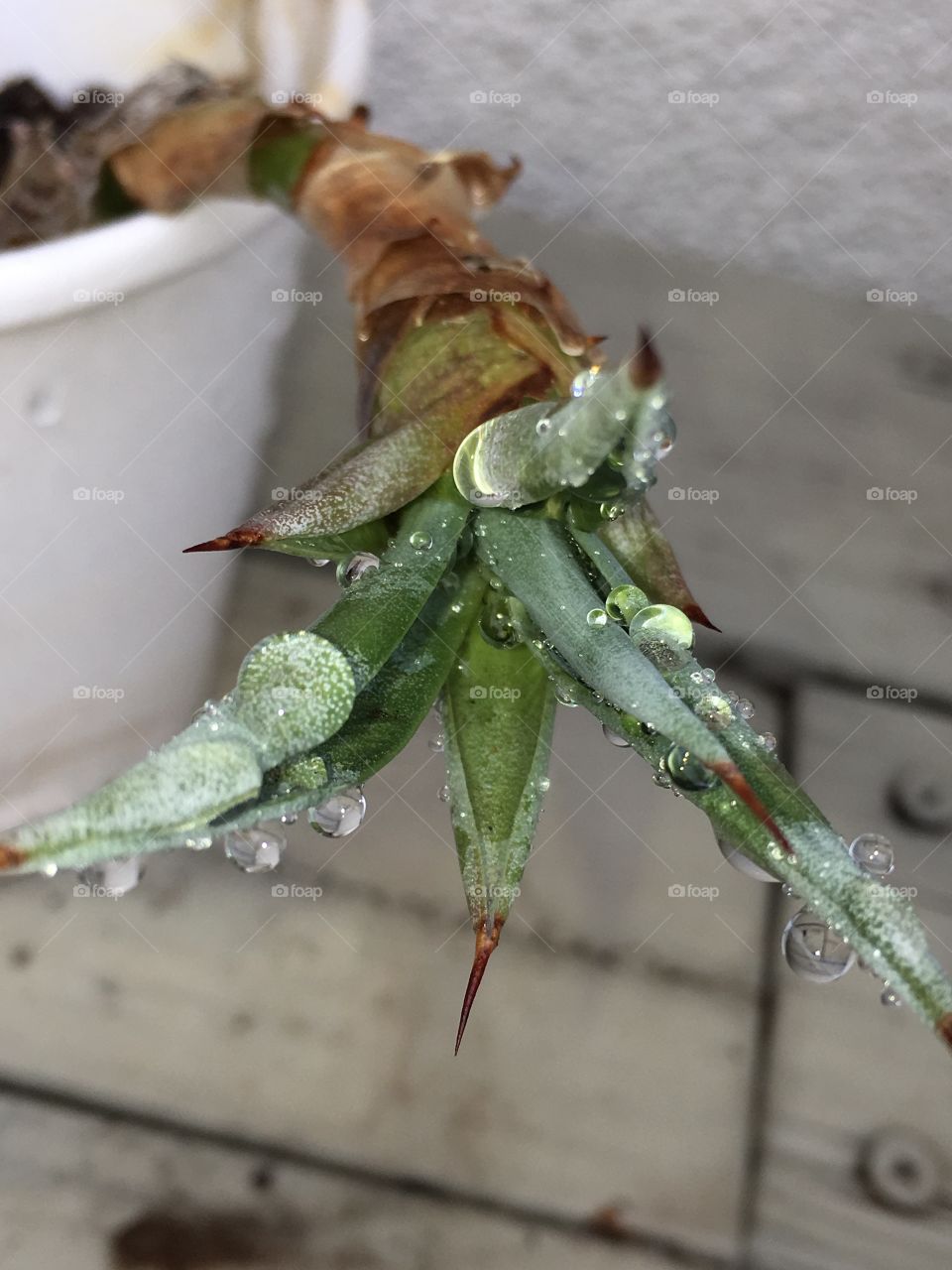 Succulent in rain