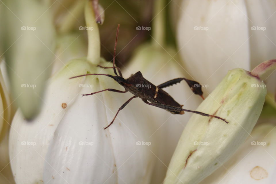 Leaf Footed Bug