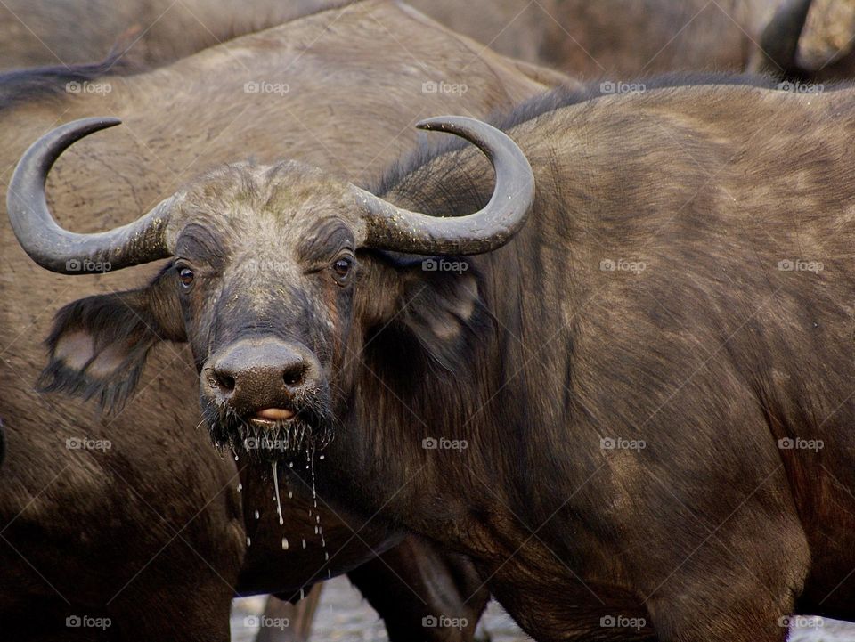 A buffalo listening to the sound of my camera from a few metres away 