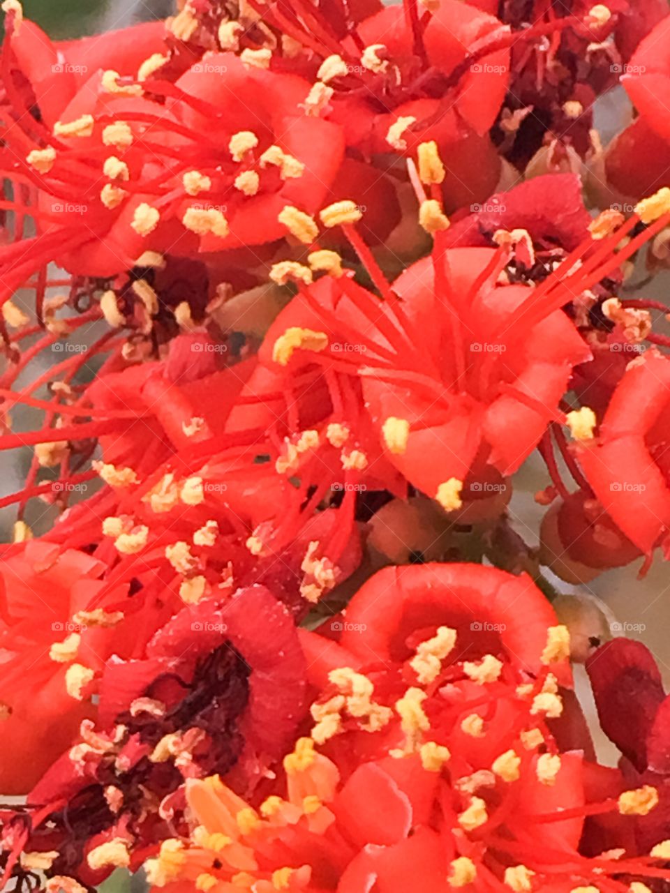 Closeup of Ocotillo cactus blooms 