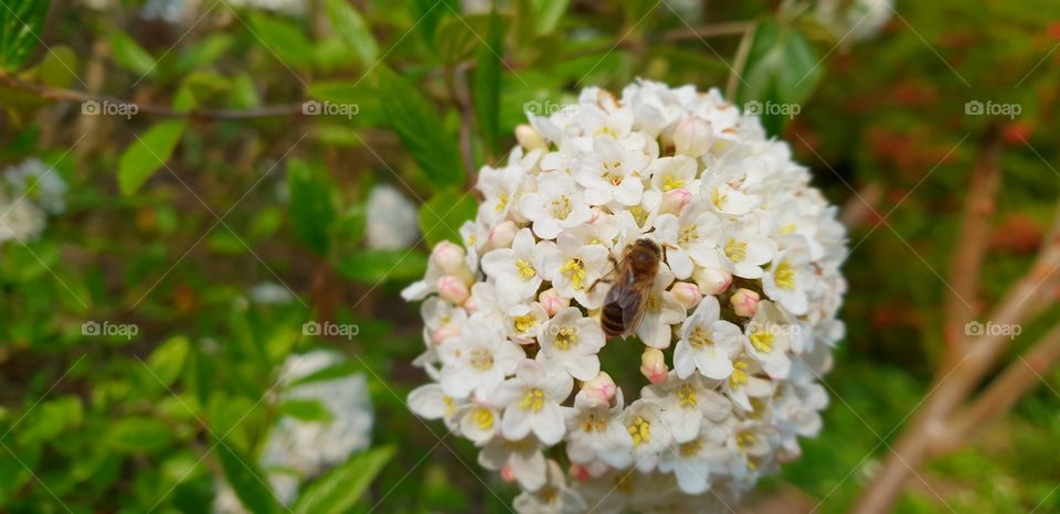 Beautiful flowers and the bee