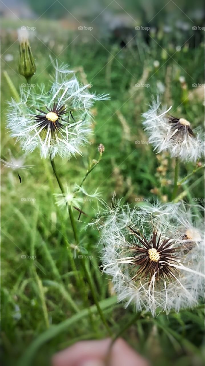 dandelions with seeds blowing in wind