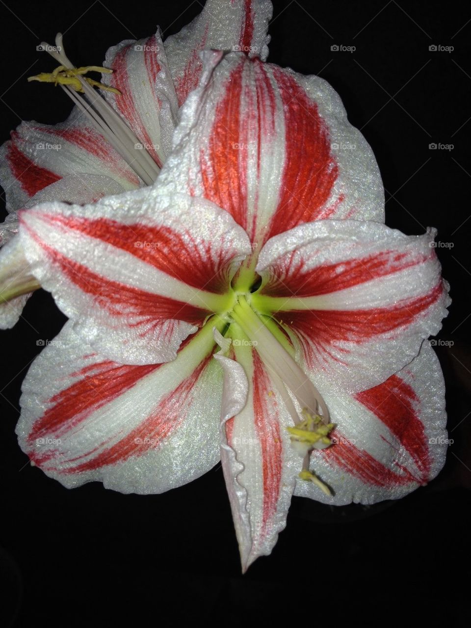 Amaryllis 