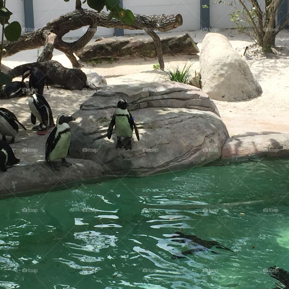 Penguins 