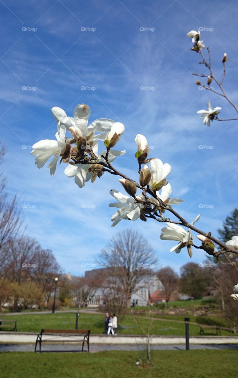 Magnolia in Botanic garden. Magnolia in botanic garden 