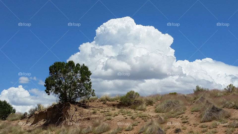 Lonesome desert tree & clouds