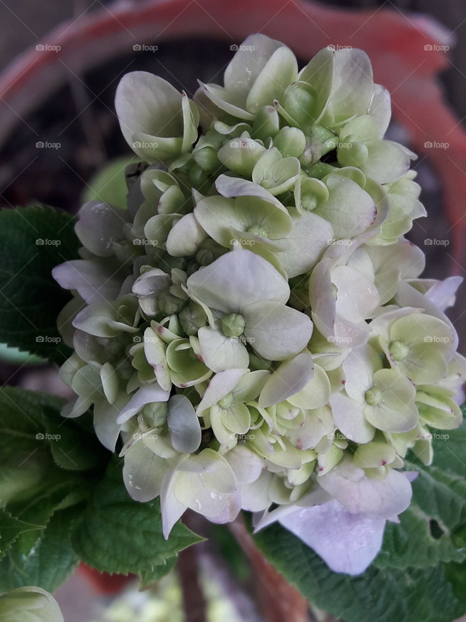 Hydrangea