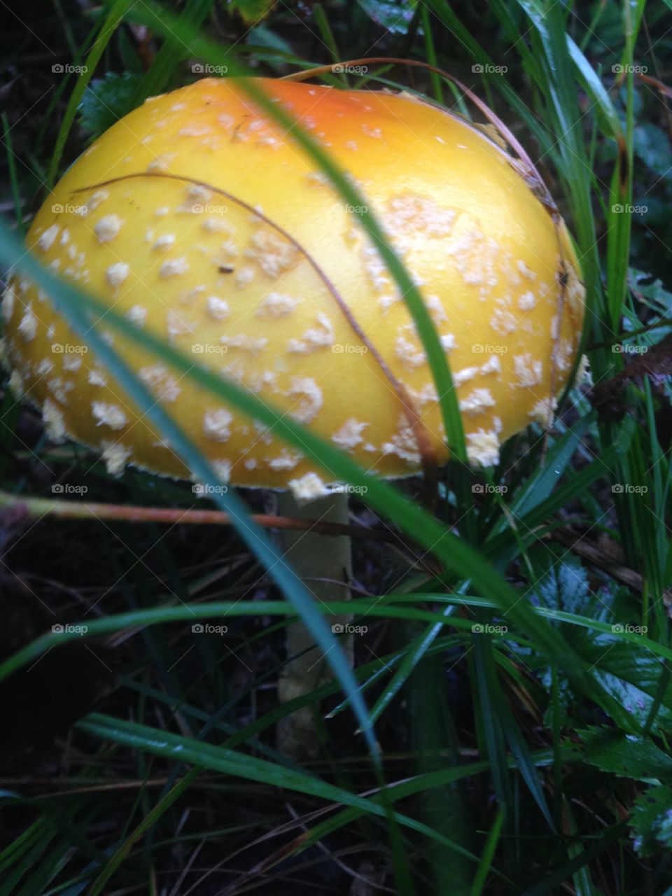 Fun large mushroom