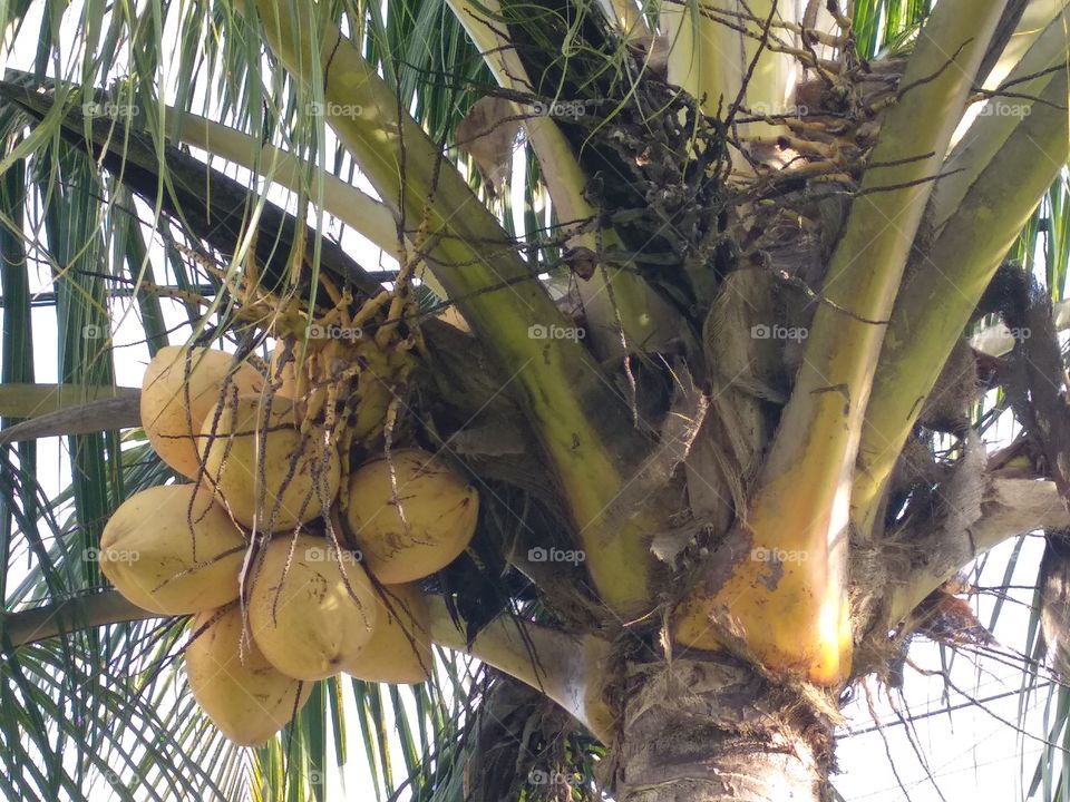 Coconut Tree