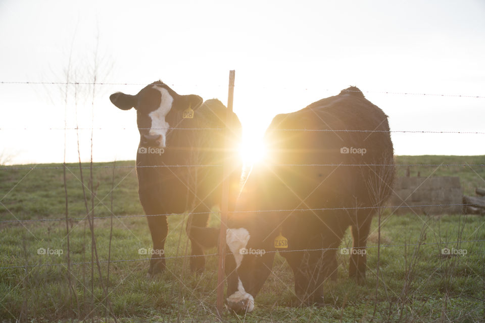 Cows During Sunset