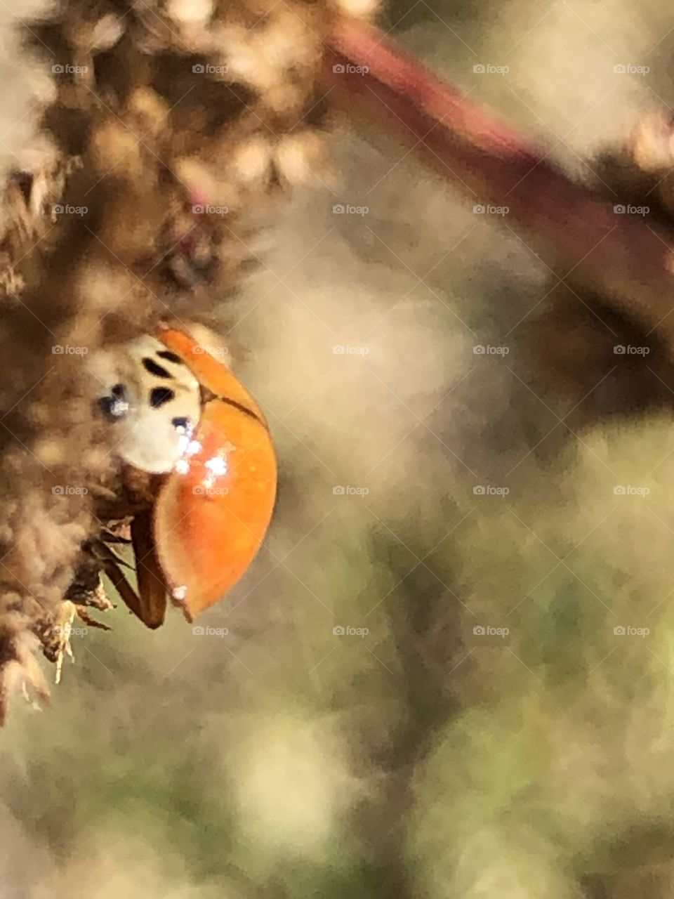 Lady bug i think