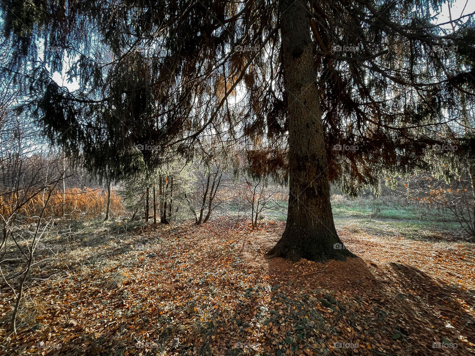 Autumn foggy forest 