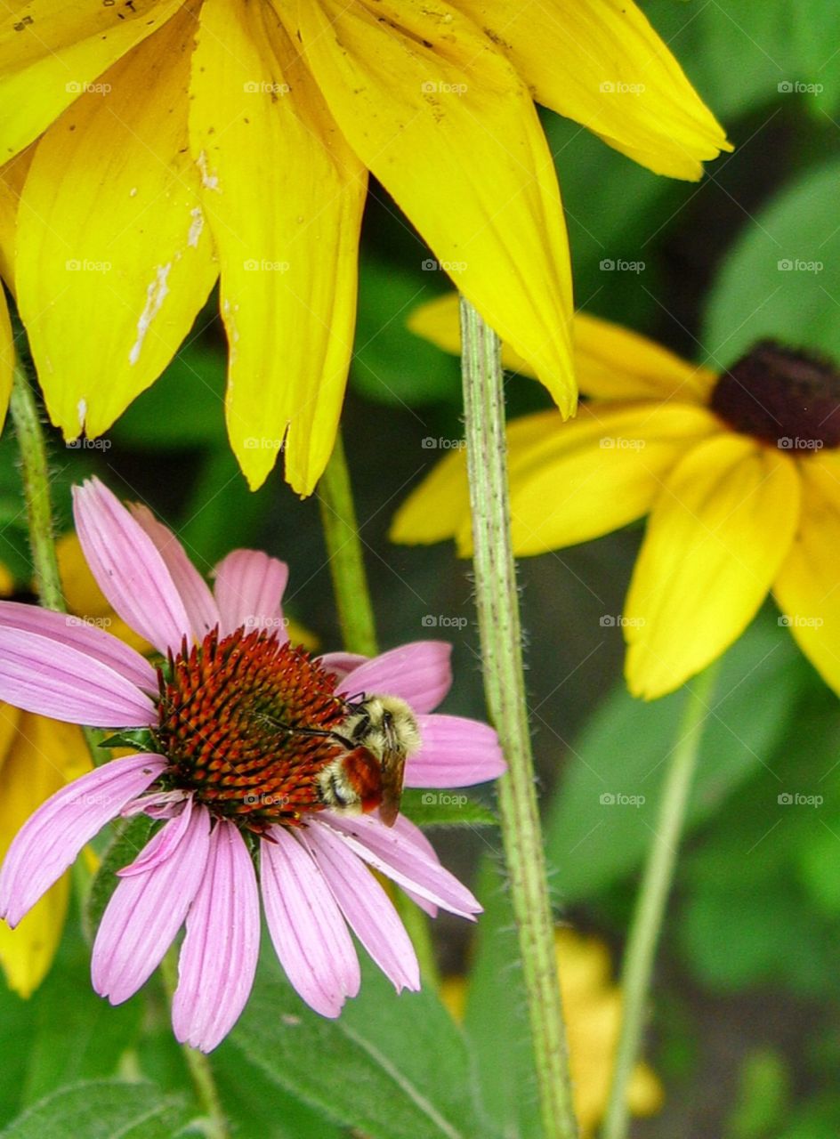 Bee on coneflower 