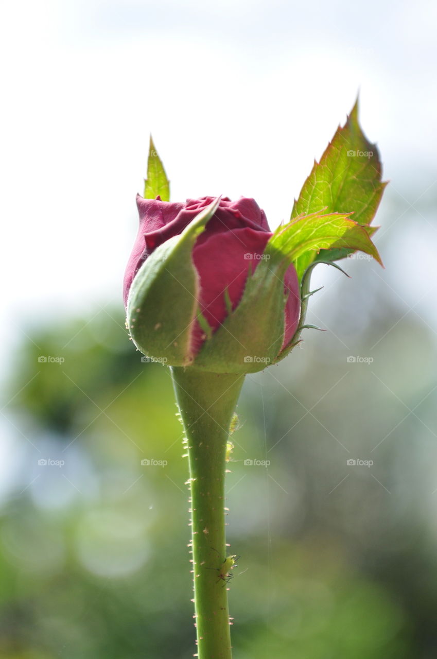 rose bud