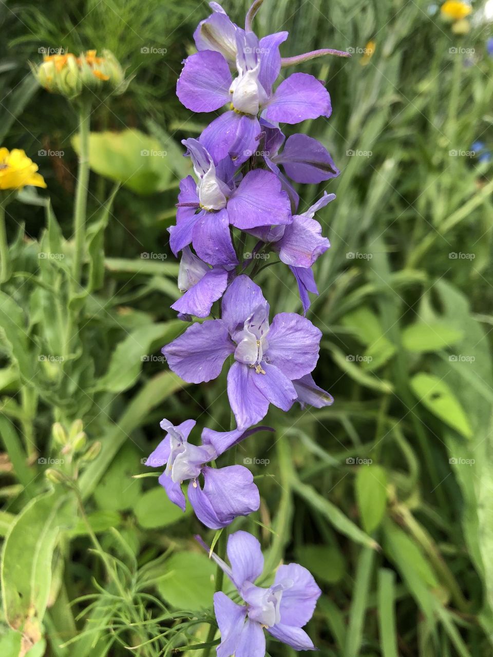 Purple flowers 