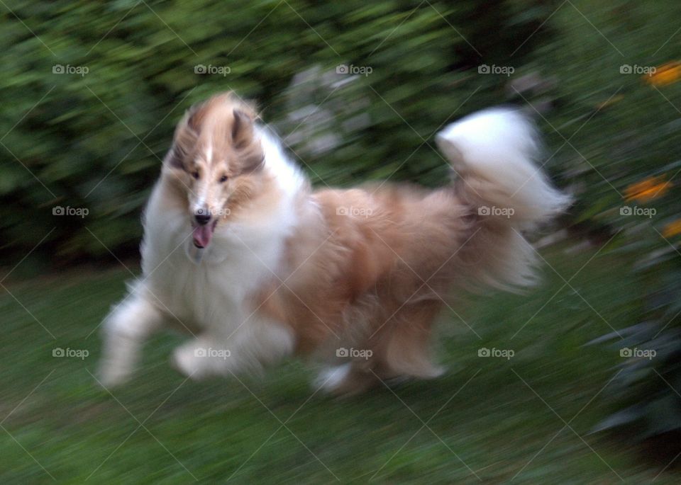 Collie in Motion