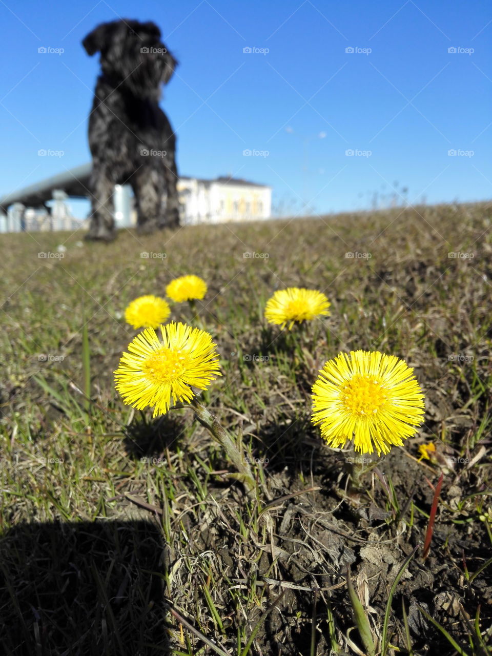 Spring is coming with coltsfoot