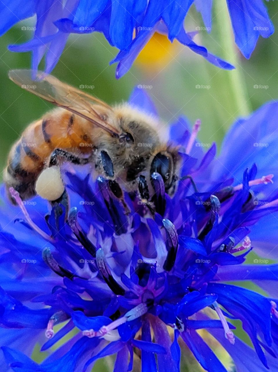 bee on batchlors buttons