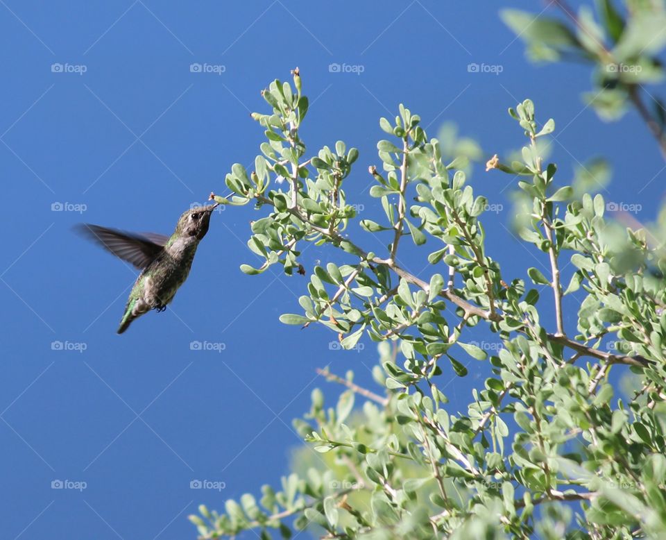 Hummingbird