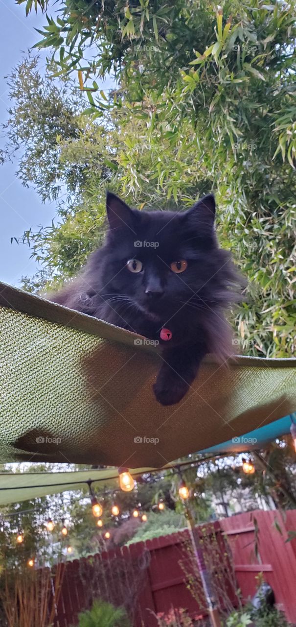 Kitty on a shade sail