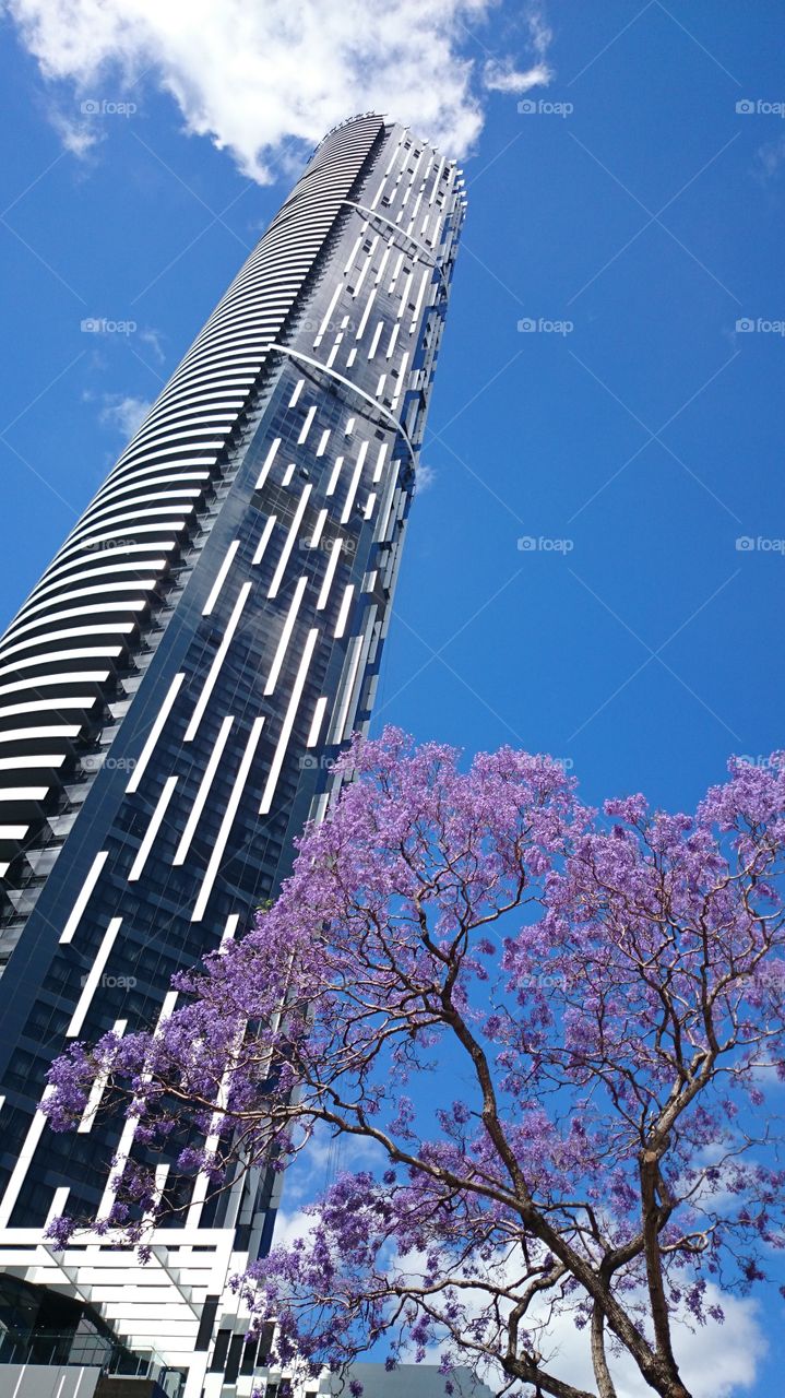 Brisbane skyscraper and the flowering tree jacaranda