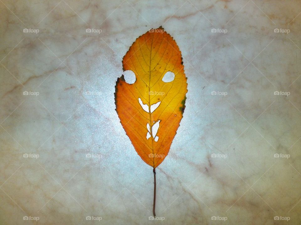 Autumn leaf