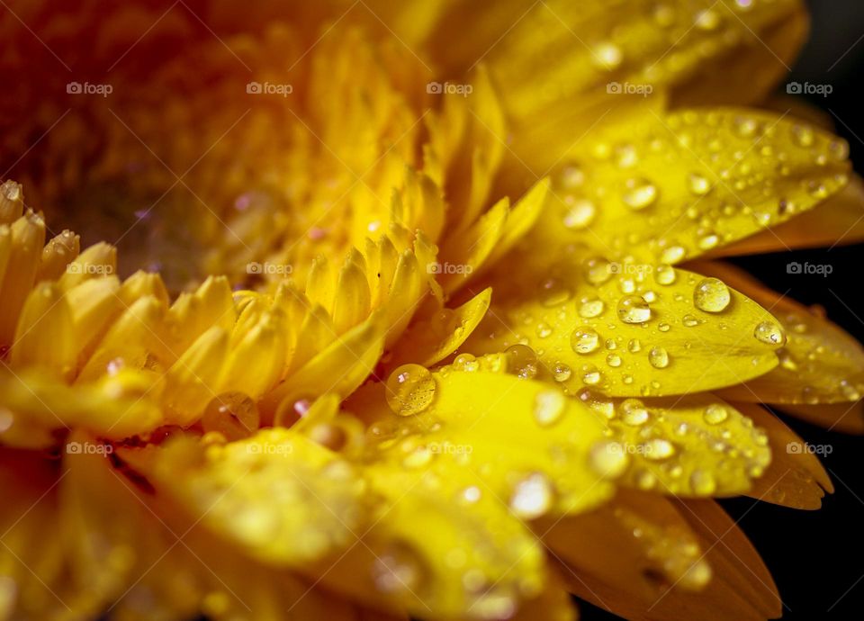 Beautiful yellow flowers with a drops of water on it