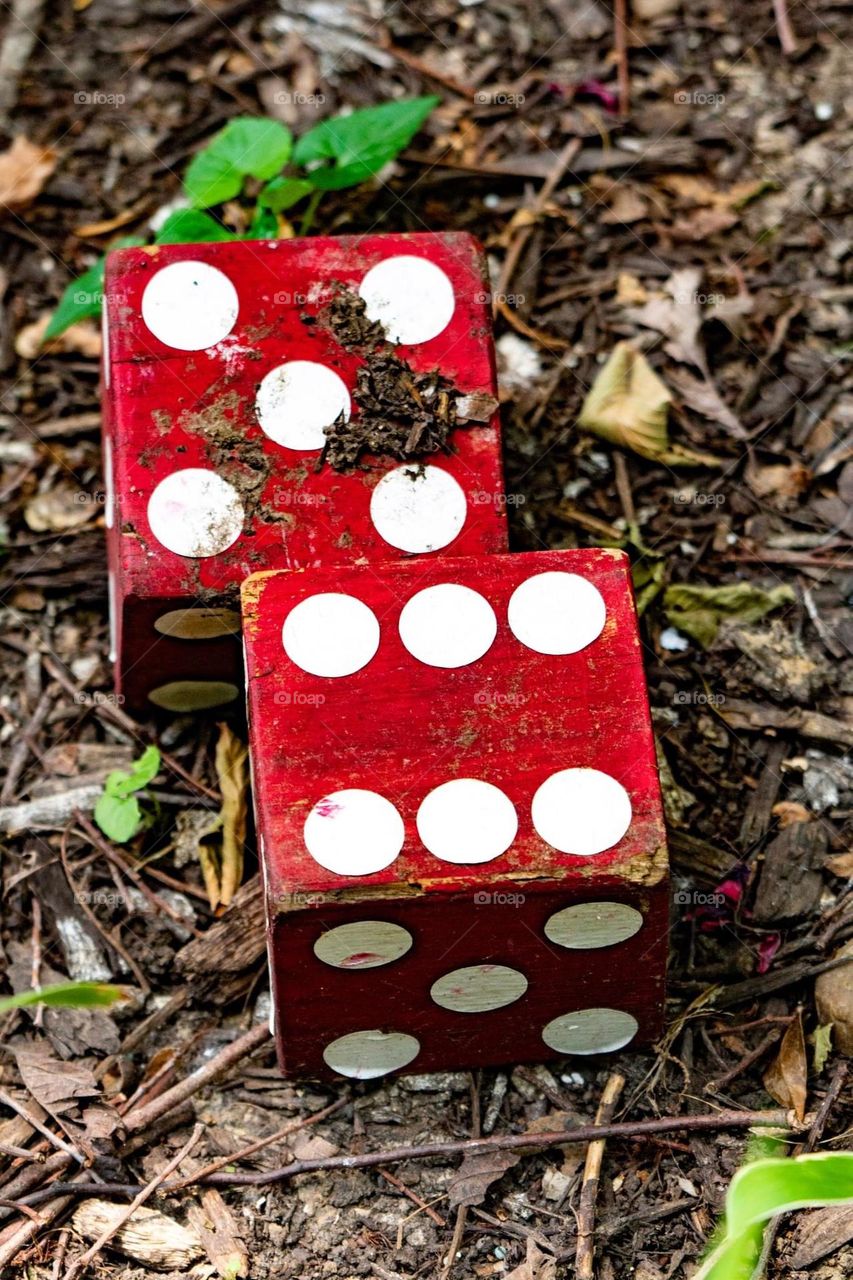 Red Dice in Woods