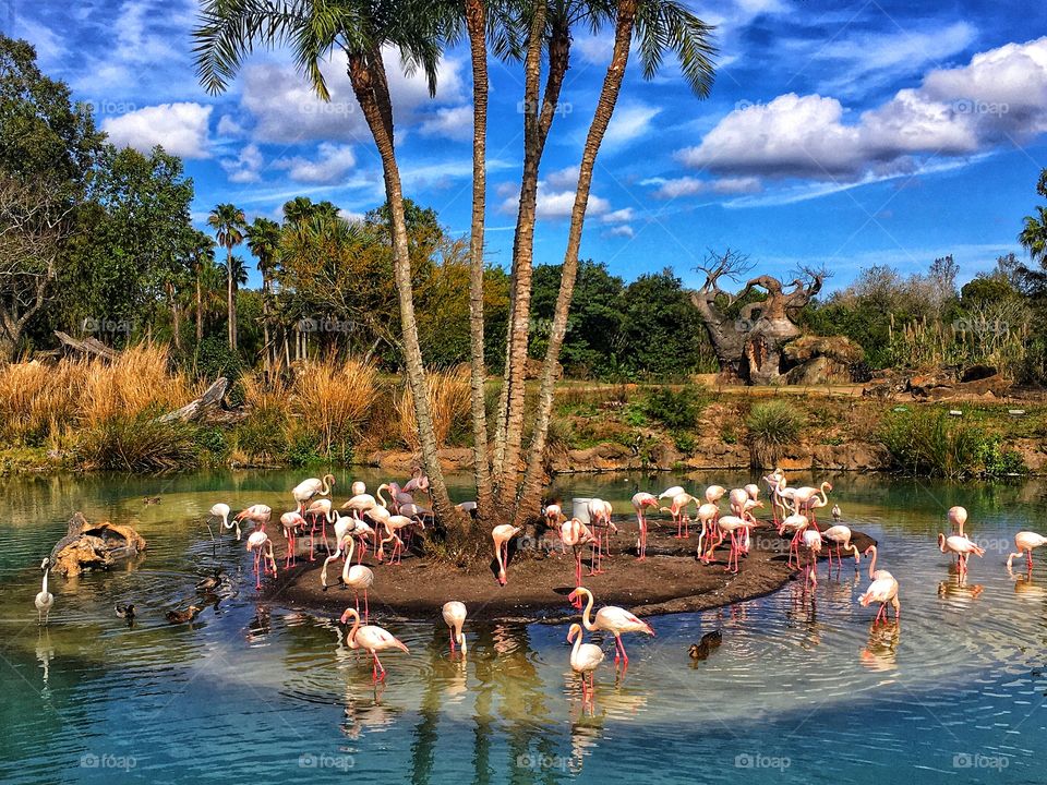 We are in this together, like a flock of flamingos! 