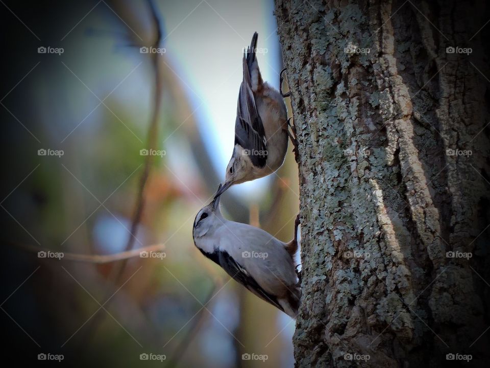 Pair of white breasted nuthatches kissing 