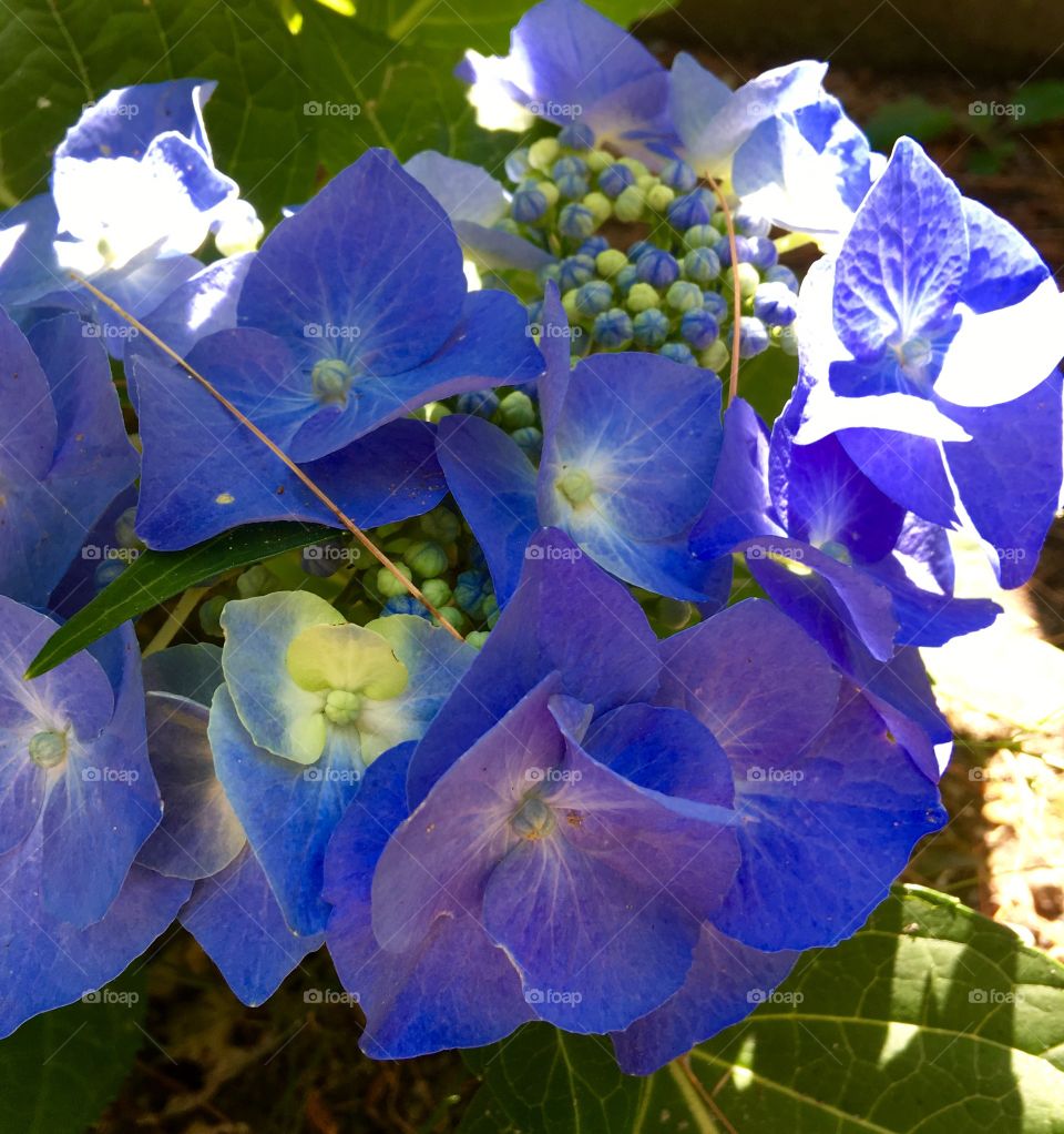 My Blue Hydrangea's First Bloom!