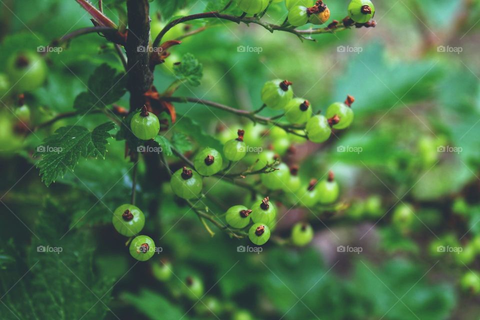 green unripe currant berries hang in clusters on a bush