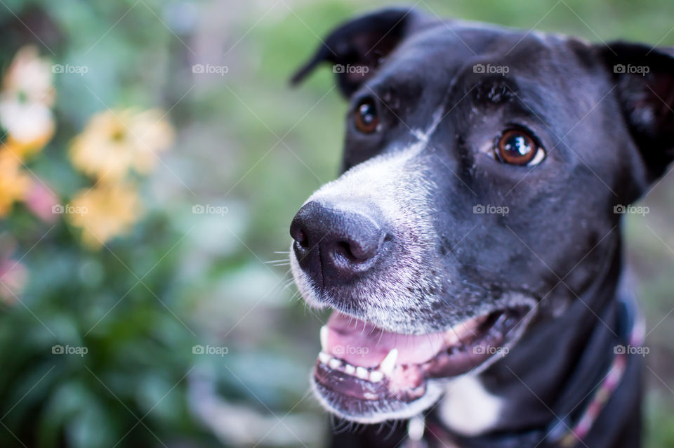 Beautiful happy smiling dog with big puppy dog eyes looking up waiting for a treat in garden of flowers, loyal and cute pet portrait photography background closeup on face