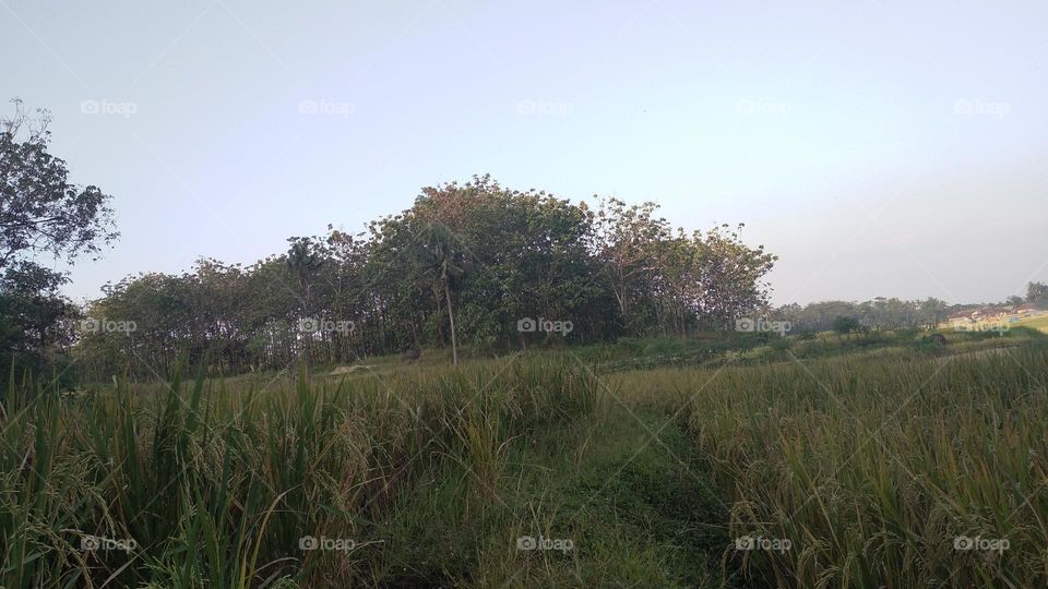 Beautiful view in the afternoon in the rice fields