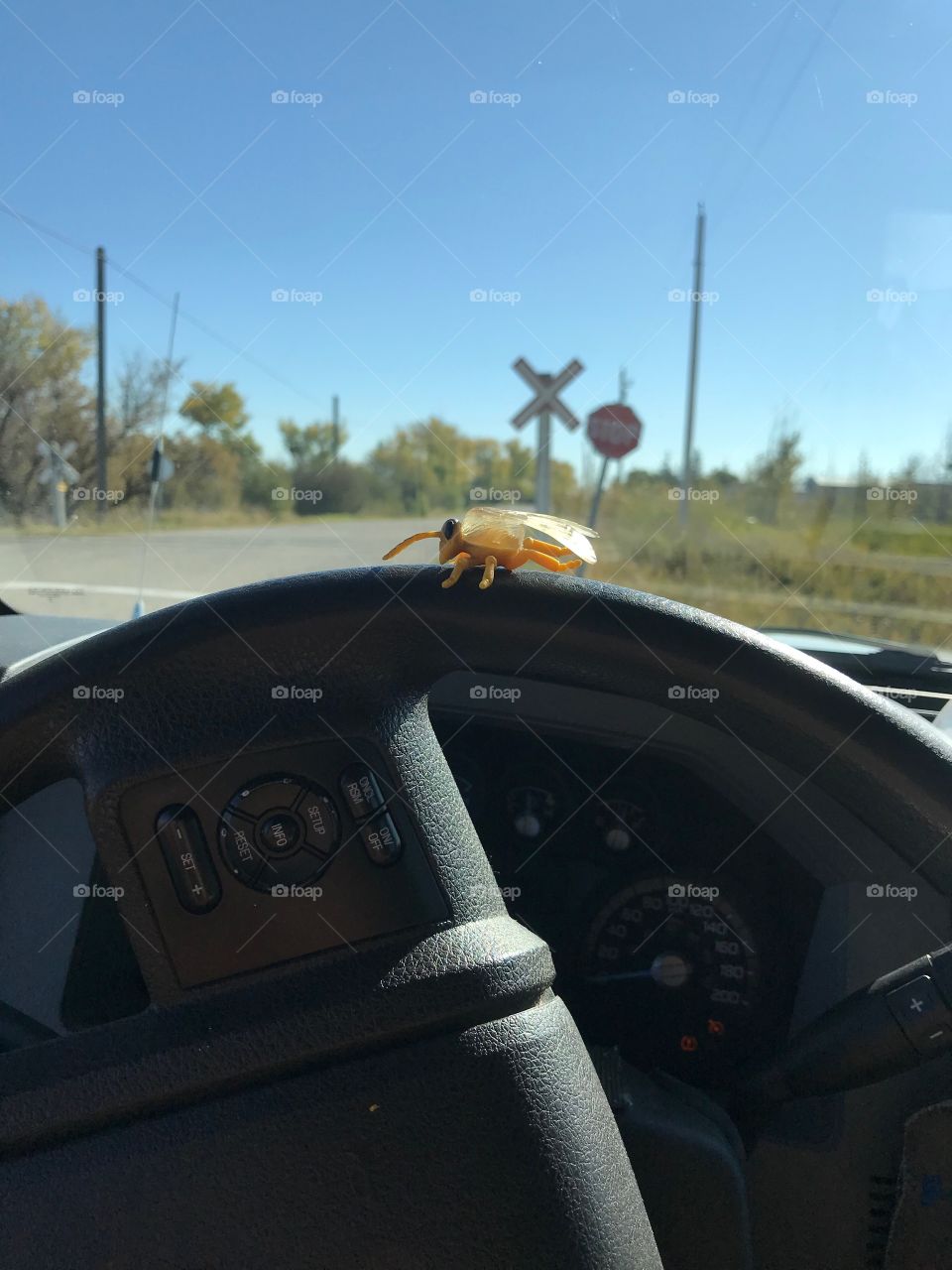 Big bug